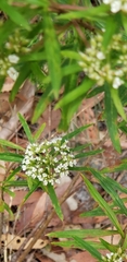 Platysace lanceolata