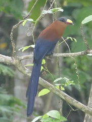 Rhamphococcyx calyorhynchus