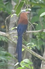 Rhamphococcyx calyorhynchus