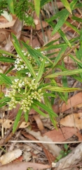 Platysace lanceolata