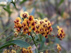 Daviesia leptophylla