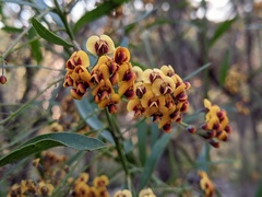 Daviesia leptophylla