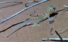Pachydactylus rangei