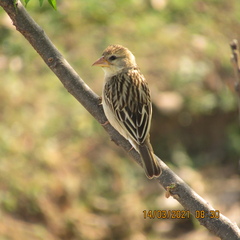 Ploceus philippinus