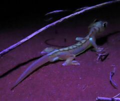 Pachydactylus rangei