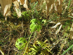 Aconitum barbatum