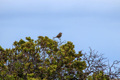 Cisticola subruficapilla