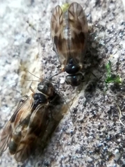 Peripsocus