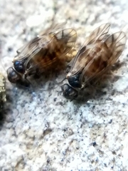Peripsocus