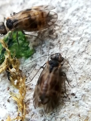 Peripsocus