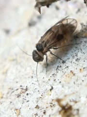 Peripsocus