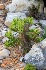 Leucadendron gandogeri