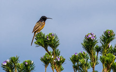 Anthobaphes violacea