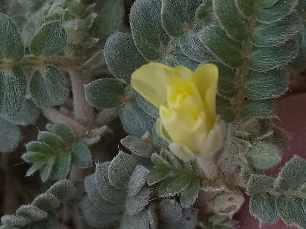 Tribulus mollis