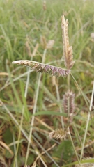 Eleusine tristachya