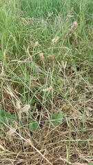Eleusine tristachya