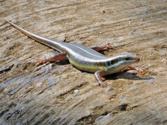 Trachylepis quinquetaeniata