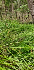 Xanthorrhoea macronema