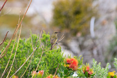 Anthobaphes violacea