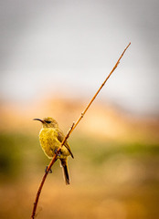 Anthobaphes violacea