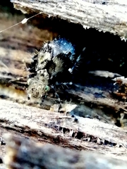Pteroxanium kelloggi