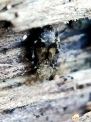 Pteroxanium kelloggi