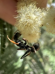 Myrmecia
