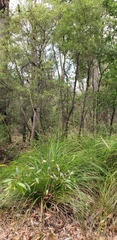 Xanthorrhoea macronema