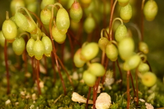Bryum