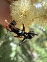 Myrmecia
