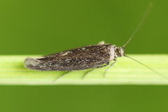 Scythris inspersella