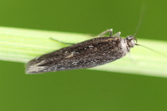 Scythris inspersella
