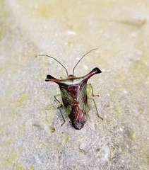 Acanthosoma alaticorne