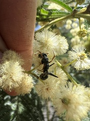 Myrmecia