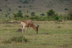 Alcelaphus buselaphus cokii