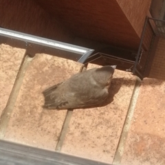 Ptyonoprogne fuligula