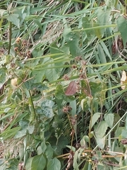 Junonia almana almana