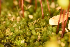 Bryum