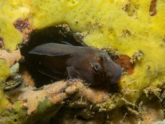 Parablennius tasmanianus