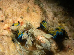 Tambja verconis