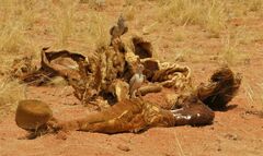 Equus zebra hartmannae