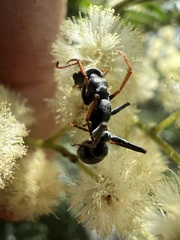 Myrmecia
