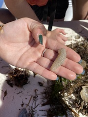 Aplidium stellatum