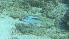 Scolopsis monogramma