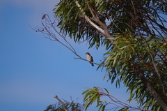 Melithreptus brevirostris
