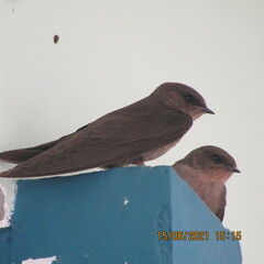 Ptyonoprogne concolor