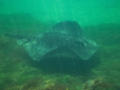 Bathytoshia brevicaudata