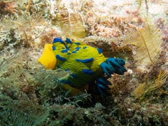 Tambja verconis