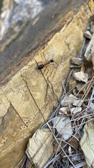 Camponotus nigriceps