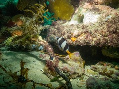 Pseudogoniistius nigripes